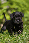 Miniature Schnauzer puppy