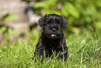 Miniature Schnauzer puppy