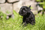 Miniature Schnauzer puppy