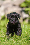 Miniature Schnauzer puppy