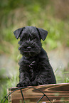 Miniature Schnauzer puppy