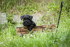 Miniature Schnauzer puppy