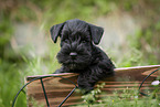 Miniature Schnauzer puppy