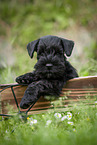 Miniature Schnauzer puppy