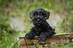 Miniature Schnauzer puppy