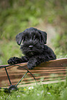 Miniature Schnauzer puppy