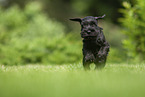 running Miniature Schnauzer puppy