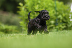 running Miniature Schnauzer puppy