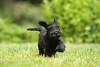 running Miniature Schnauzer puppy