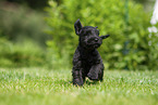 running Miniature Schnauzer puppy