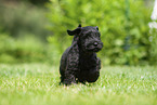 running Miniature Schnauzer puppy