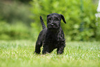 Miniature Schnauzer puppy