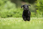 running Miniature Schnauzer puppy