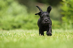 running Miniature Schnauzer puppy