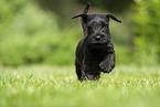 running Miniature Schnauzer puppy