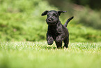 running Miniature Schnauzer puppy