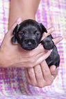 3 weeks old Miniature Schnauzer