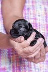 3 weeks old Miniature Schnauzer