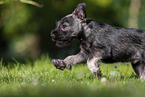 running Miniature Schnauzer puppy