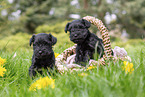 4 weeks old Miniature Schnauzer