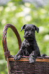 Miniature Schnauzer in basket