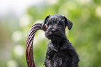 Miniature Schnauzer in basket