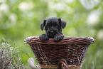 4 weeks old Miniature Schnauzer