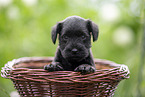 4 weeks old Miniature Schnauzer