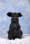 Miniature Schnauzer puppy