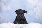 Miniature Schnauzer puppy