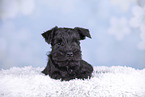 Miniature Schnauzer puppy