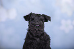 Miniature Schnauzer Portrait