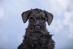 Miniature Schnauzer Portrait