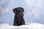 Miniature Schnauzer puppy