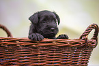 Miniature Schnauzer puppy in basket