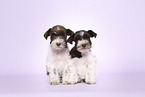 Miniature Schnauzer Puppies