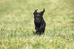 Miniature Schnauzer Puppy