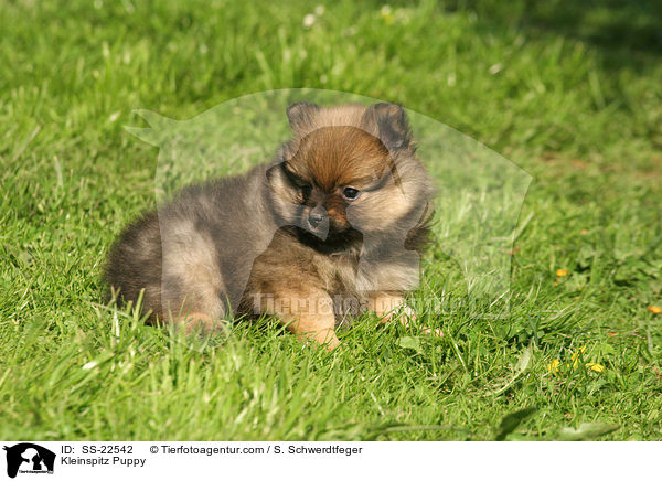 Kleinspitz Welpe / Kleinspitz Puppy / SS-22542