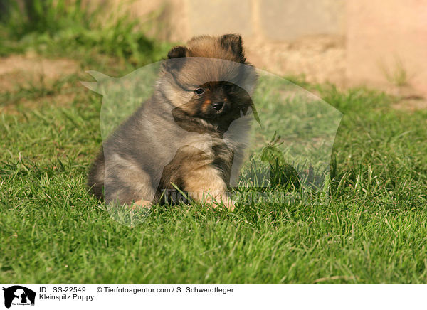 Kleinspitz Welpe / Kleinspitz Puppy / SS-22549