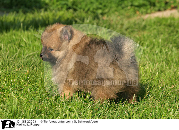 Kleinspitz Welpe / Kleinspitz Puppy / SS-22553