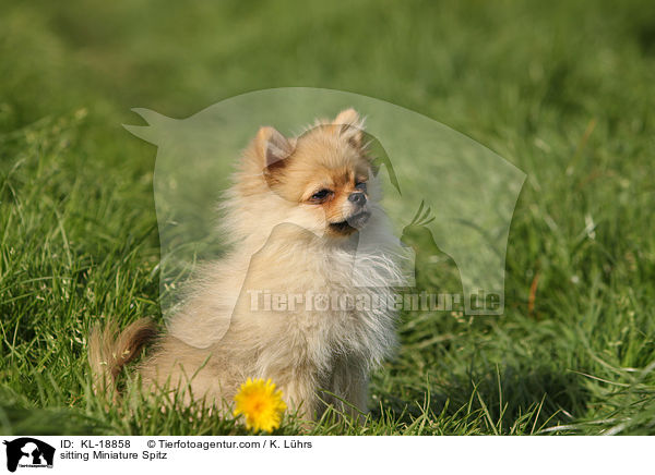 sitzender Kleinspitz / sitting Miniature Spitz / KL-18858