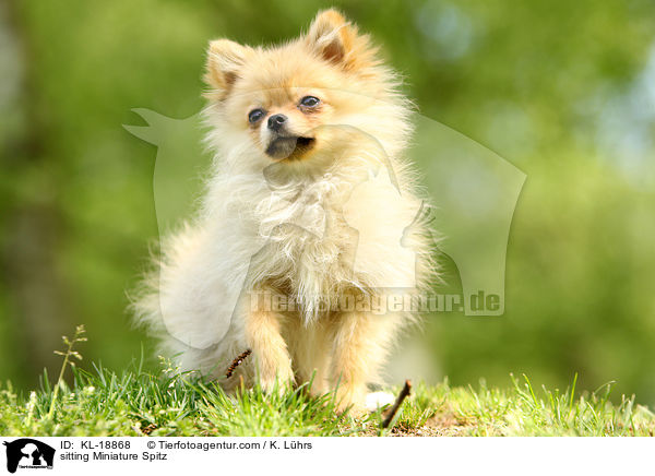 sitzender Kleinspitz / sitting Miniature Spitz / KL-18868