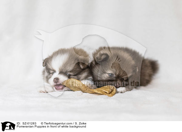 Pomeranian Welpen vor weiem Hintergrund / Pomeranian Puppies in front of white background / SZ-01283