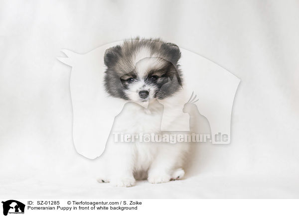 Pomeranian Welpe vor weiem Hintergrund / Pomeranian Puppy in front of white background / SZ-01285