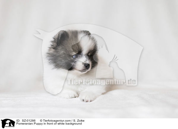 Pomeranian Welpe vor weiem Hintergrund / Pomeranian Puppy in front of white background / SZ-01286