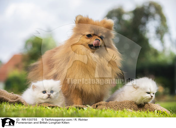 Kleinspitz und Britisch Langhaar Ktzchen / Pomeranian and British Longhair Kitten / RR-100755