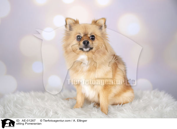 sitzender Pomeranian / sitting Pomeranian / AE-01267