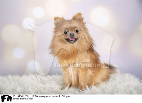 sitzender Pomeranian / sitting Pomeranian / AE-01269