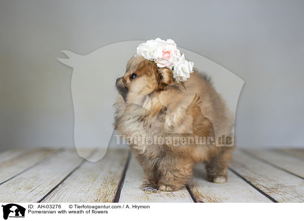 Pomeranian mit Blumenkranz / Pomeranian with wreath of flowers / AH-03276