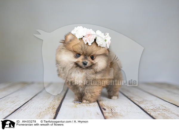 Pomeranian mit Blumenkranz / Pomeranian with wreath of flowers / AH-03278